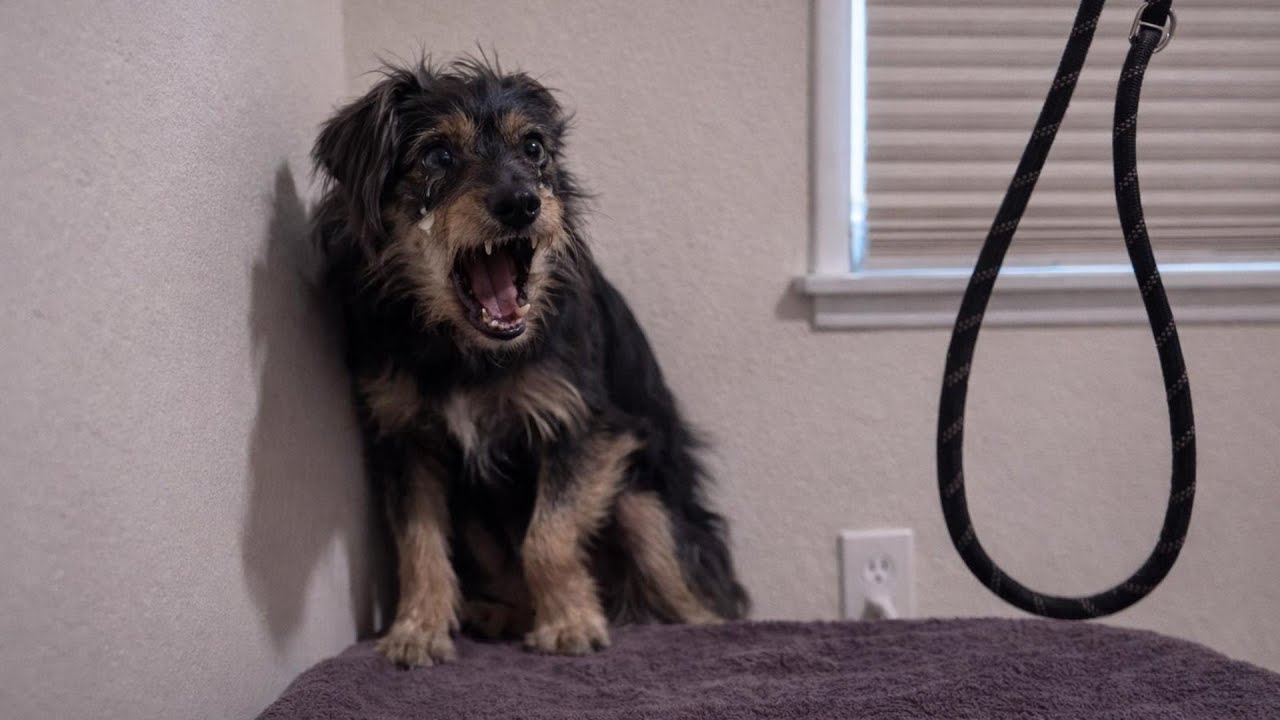 Он боялся прикосновений, был приговорен к смертной казни  пока один человек не выбрал его не изменил