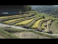 小豆島の棚田で稲刈り体験　香川