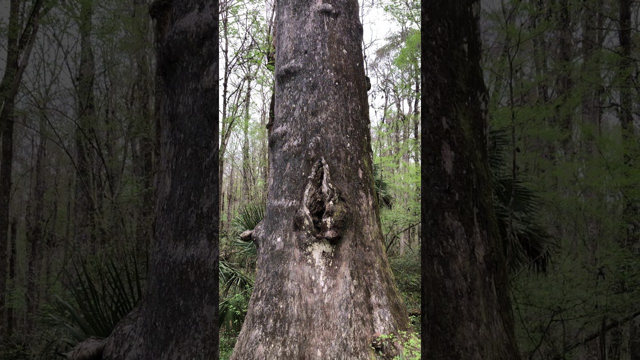 Giant Cypress Tree in Goethe State Forest, Florida