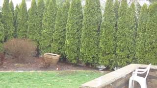 Zen Yard project rain delay