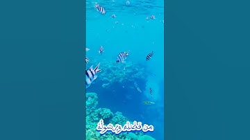 سورة التوبة و..كا..نك تسمعها لأ. و..ل مر.ة 💘🌸.. ❤️💟. 💗.. 🌸💖بصوت الشيخ حمزة مدبو.ح 💚. 💟... 💮💓. 💕🌷