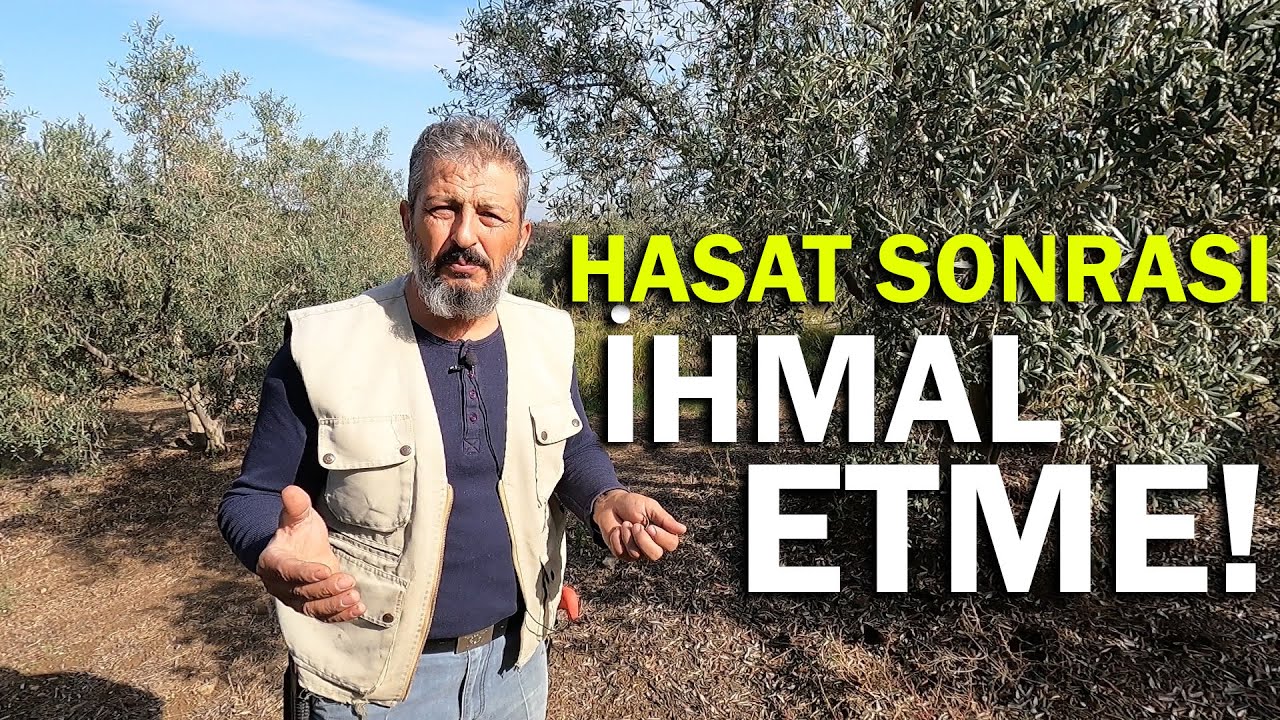 Zeytinde Toprak ve Yaprak Analizi İçin Nasıl Numune Alınır?