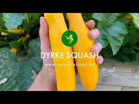 Video: Vokser zucchini i en potte?