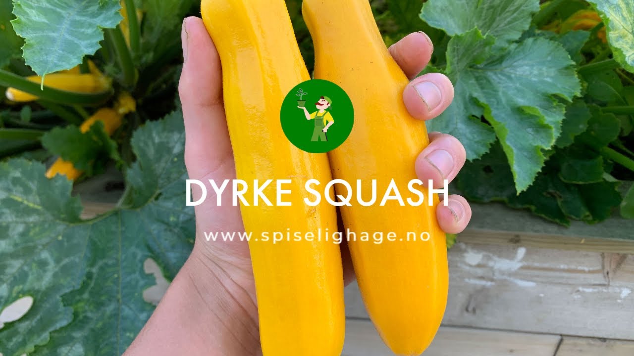 Suksess med squash! –