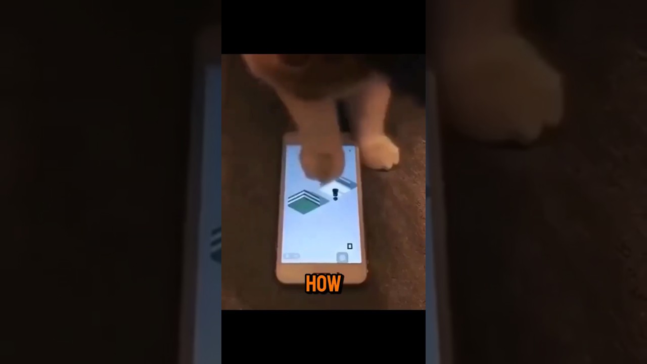 When Cats Outsmart Their Owners 😺 | Genius Felines