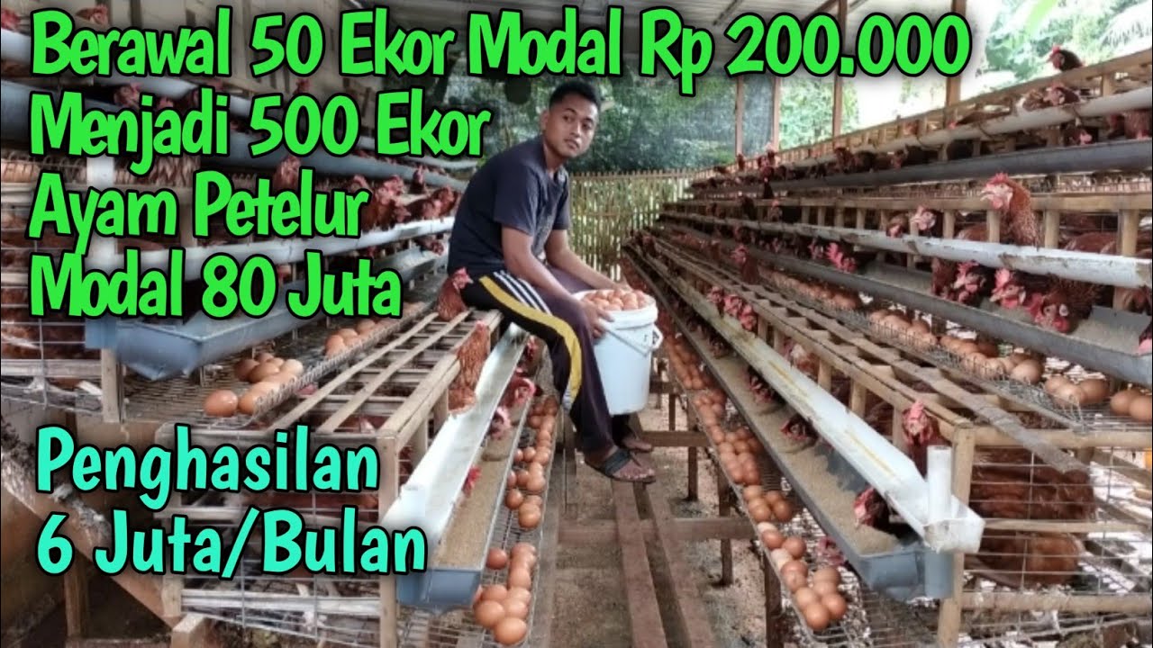 Berawal Dari 50 Ekor Ayam Petelur Hingga Punya 500 Ekor Ayam Petelur. Penghasilan 6 Juta/Bulan