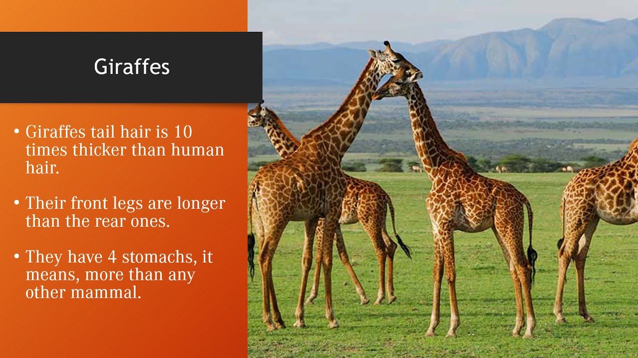 Las Girafas. Tarea de Inglés. - YouTube