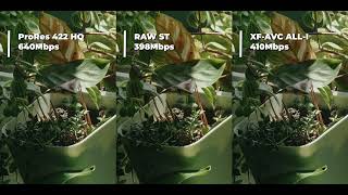 【4K】XF-AVC / CinemaRAW Light / RAW ST Codec Comparison