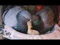 How Pigeons Feed A Newborn Pigeon | Feed a baby pigeon | Pigeon Feeding Babies | Latest Pigeon Video