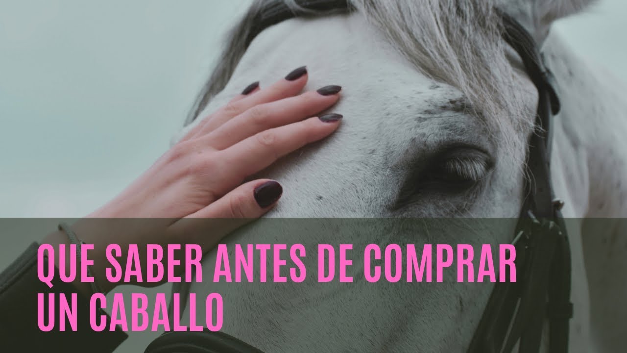 ¿Que saber antes de comprar un caballo?  // Guía paso a paso 🐴🐴
