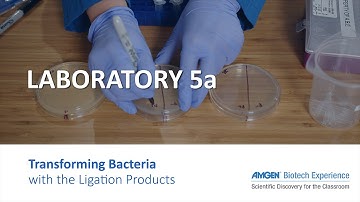 Laboratory 5A: Transforming Bacteria with the pARA-R Plasmid