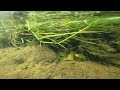 Filament Barbs in the Wild | Underwater Video | #aquaticecosystems #barbs #biotope