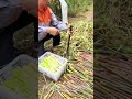 Peeling Hack: Fast Bamboo Shoot Prep🎋