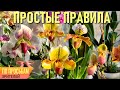 ПАФИОПЕДИЛУМ/ВЕНЕРИН БАШМАЧОК! PAPHIOPEDILUM! СОБЛЮДАЙТЕ ЭТИ НЕХИТРЫЕ ПРАВИЛА: УХОД, СУБСТРАТ, ПОЛИВ