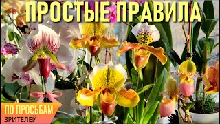 ПАФИОПЕДИЛУМ/ВЕНЕРИН БАШМАЧОК! PAPHIOPEDILUM! СОБЛЮДАЙТЕ ЭТИ НЕХИТРЫЕ ПРАВИЛА: УХОД, СУБСТРАТ, ПОЛИВ