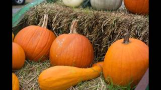 Sinkland Farms