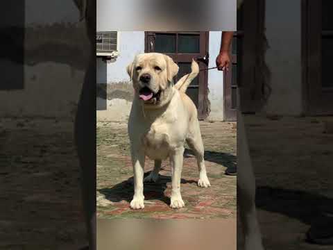 Video: Calcinoza Circumscripta la câini