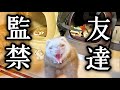 お友達を監禁してしまうフェレット