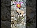 تسلق الجبال