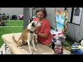 Practicing agility matters for dogs’ overall health