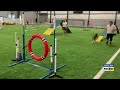 Practicing agility matters for dogs’ overall health