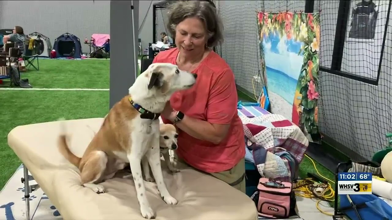 Practicing agility matters for dogs’ overall health