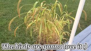 Harvesting millet from our millet plant!