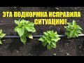 ПОЖЕЛТЕЛИ ЛИСТЬЯ ПЕРЦА. КАК ИСПРАВИТЬ?