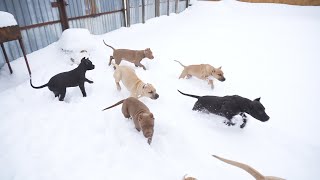 Щенки питбуля на продажу бегают как зайчики по сугробам! Щенки снова крушат веранду. #щенкинапродажу