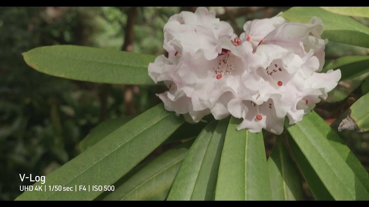 Sample Footage from the Panasonic Lumix DCG9 II DPReview Tests YouTube