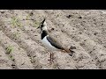 Northern lapwing  kiebitz  vanellus vanellus  calling