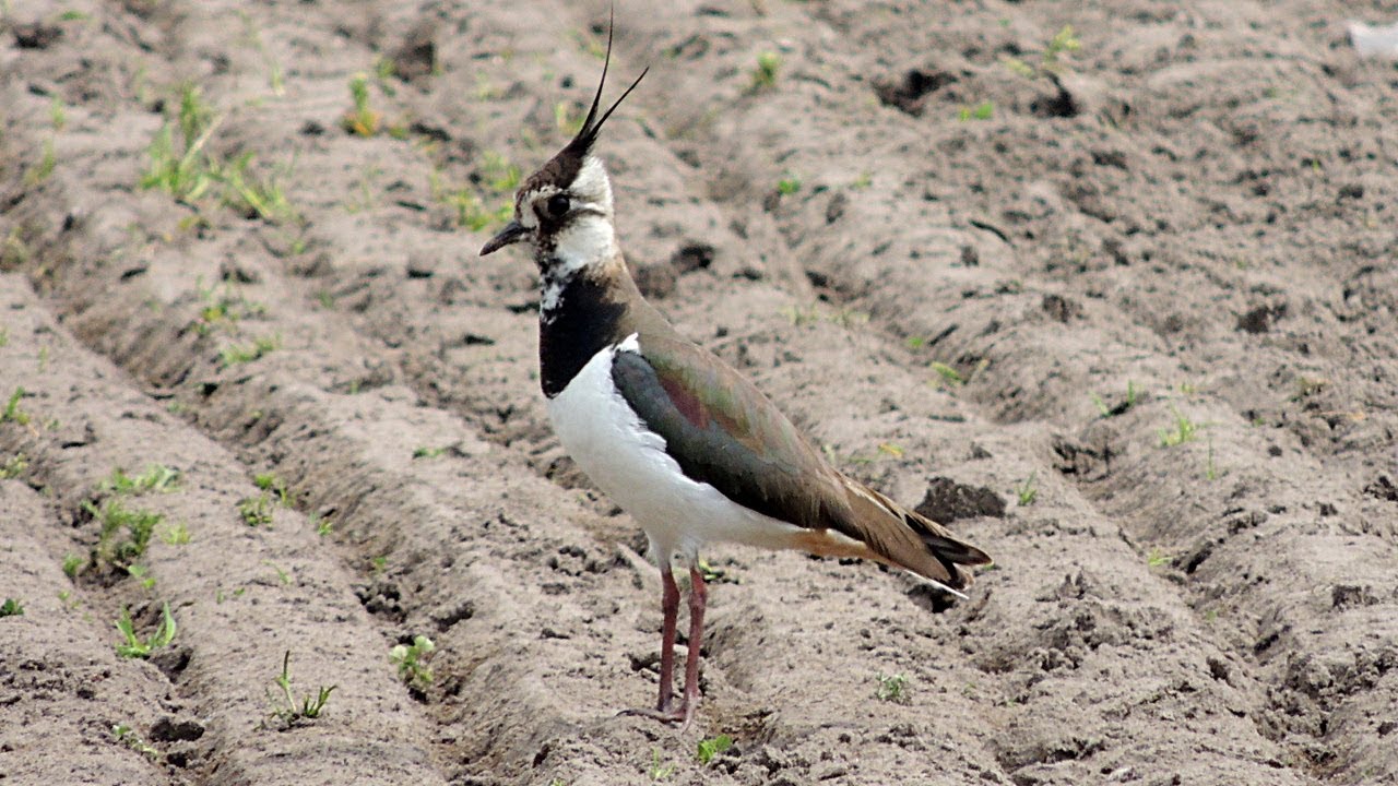 Northern Lapwing - Kiebitz - Vanellus vanellus - calling 