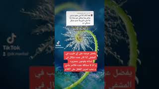 علاج تأخر النطق