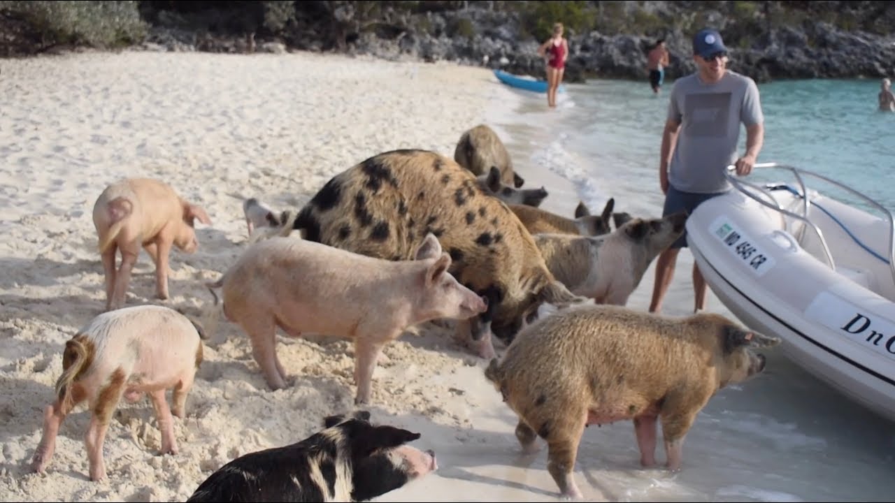 Ep. 18 –  Cruising The Bahamas (Sea Turtles, Swimming Pigs & Thunderball Grotto)