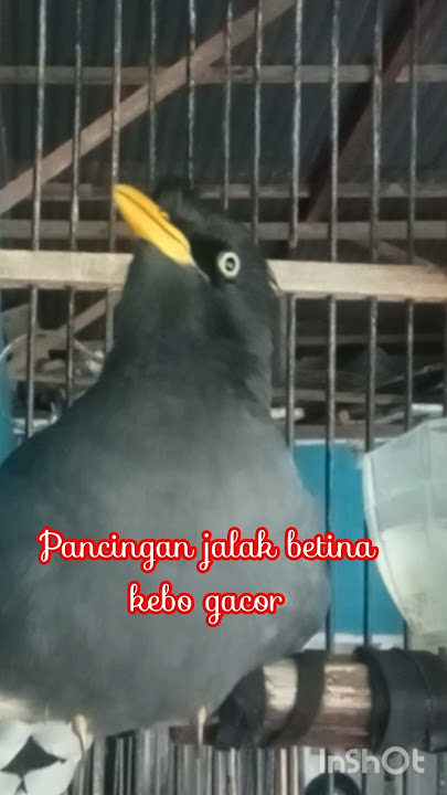 Jalak kebo betina gacor#shorts