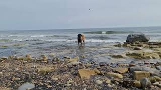 A LEONBERGER DOG COOLING OFF HAPPY TO BE IN THE SEA