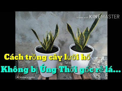 ?Cách Trồng Cây Lưỡi Hổ Không Bị Úng Thối Rễ Lá.... | How to propagate Sansevieria