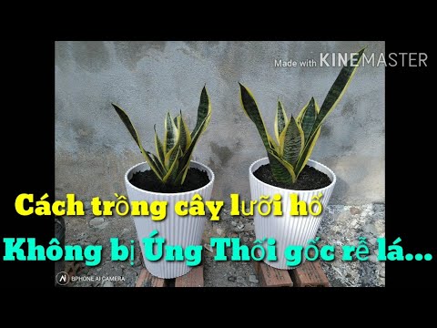 Video: Hình Trụ Sansevieria (23 ảnh): Các Tính Năng Chăm Sóc Và Sinh Sản Tại Nhà, So Sánh Các Giống 