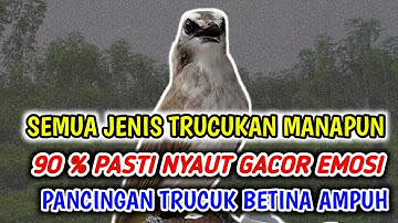 semua jenis trucukan manapun di jamin langsung nyaut dengar pancingan trucuk gacor ini