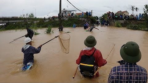 Kích Cá Người Dân Bắt Được Bao Tải Cá Chép, Cá Trắm, Cá Lăng Khổng Lồ Giữa Dòng Nước Lũ