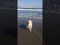 When you take your dog to the beach for the first time 😂