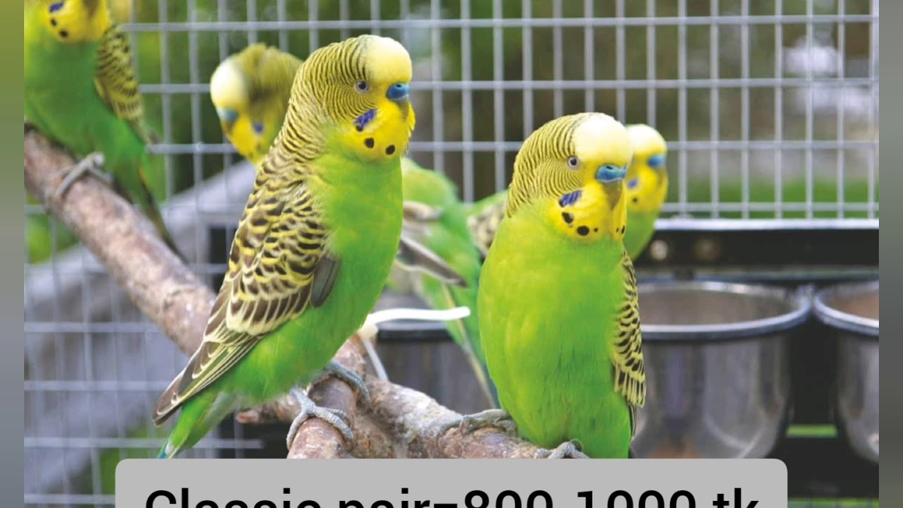 Budgie birds price in Bangladesh YouTube