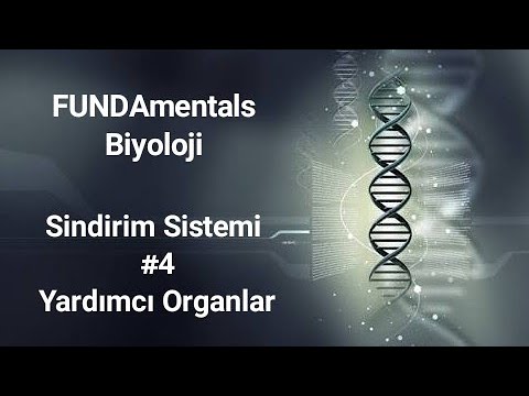 Sindirim Sistemi #4 Yardımcı Organlar