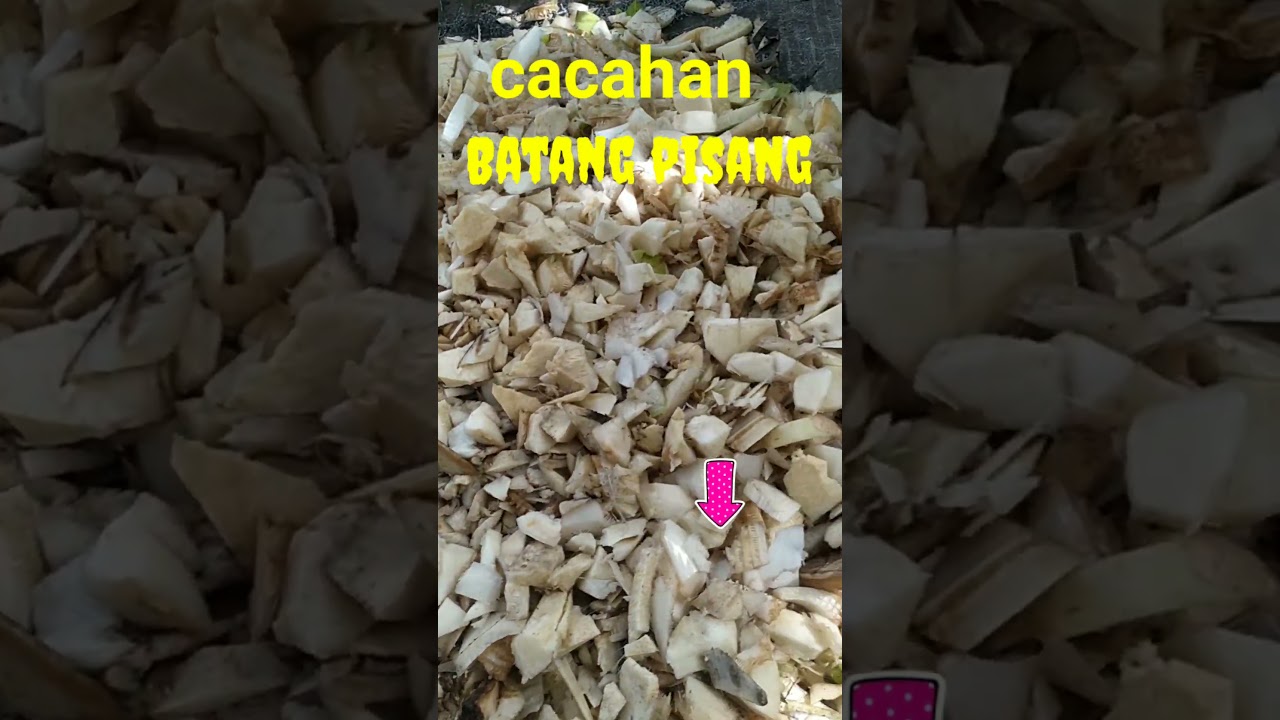 cacahan batang pisang