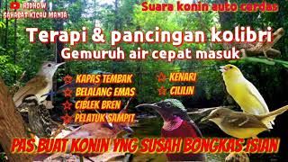 TERAPI KOLIBRI NINJA BIAR CEPAT BONGKAR Isian \u0026Terapi suara air