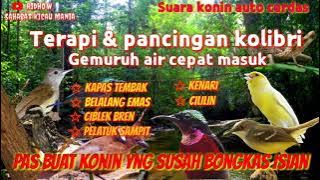 TERAPI KOLIBRI NINJA BIAR CEPAT BONGKAR Isian &Terapi suara air