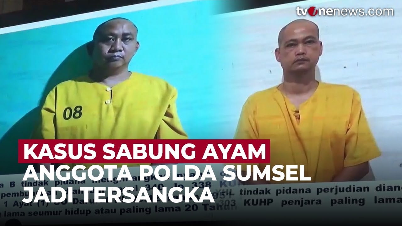 Anggota Polda Sumsel Ditangkap Terkait Judi Sabung Ayam Tewaskan 3 Polisi | OneNews Update