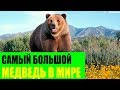 Самый большой медведь в Мире