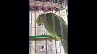parrot talking @Nannan_199
