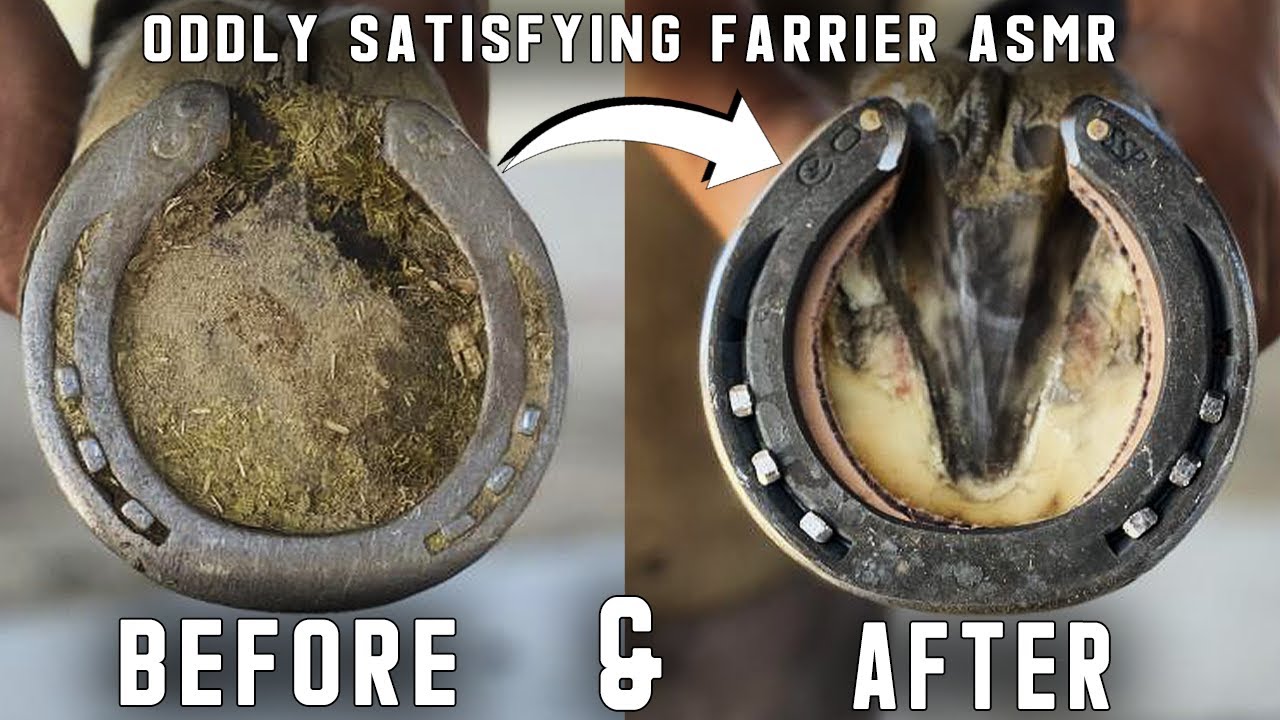Full Hoof Restoration-Rim Pad-Farrier ASMR- Oddly Satisfying